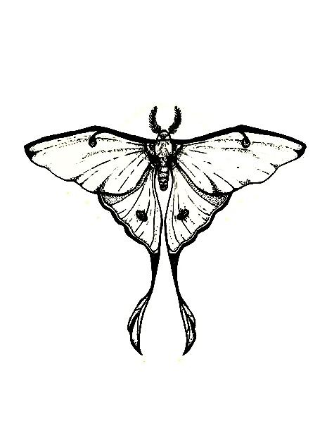 Moth Tattoo Tramp, Winged Beetle Tattoo, Minimalistic Moth Tattoo, Moth Wing Drawing, Moth Tattoo Arm Crease, Comet Moth Tattoo, Fairy Tats, Traditional Moth Tattoo, Moth Drawing