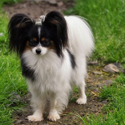 photo Epagneul Nain Continental Papillon Chiens Kinds Of Dogs, Female Names, Spaniel, Tri Color, Dog Cat, Cute Animals, Dogs, Animals, White