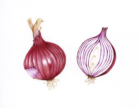 Hand drawn watercolor of red onion | free image by rawpixel.com Onion Illustration, Kitchen Colourful, Onion Drawing, Seed Illustration, Book Drawings, Flamingo Illustration, Kindle Stickers, Vegetable Illustration, Colorful Art Prints