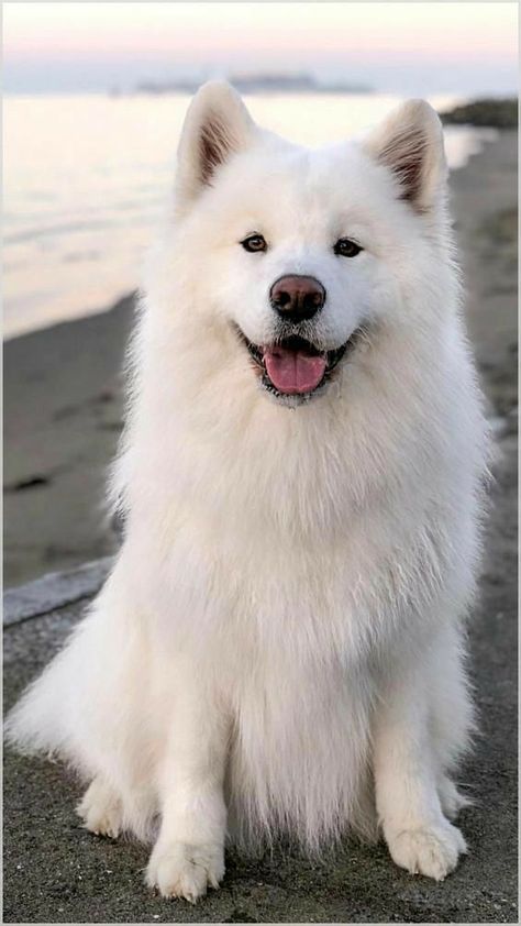 Female Samoyed, Samoyeds Dogs, Bear Dog Breed, Samoyed Dog, Samoyed Puppy, Samoyed Dogs, Bear Dog, White Dog