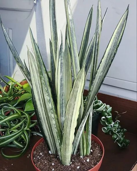 Sansevieria Trifasciata Bantels Sensation image number 4. All credits to pforplant. Snake Plant Varieties, Snake Plant Care, Indoor House Plants, Sansevieria Plant, Sansevieria Trifasciata, Fertilizer For Plants, Easy Care Plants, Air Purifying Plants, Drought Tolerant Plants