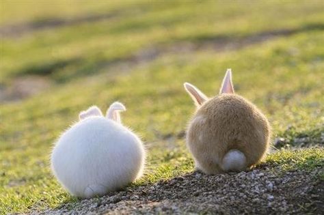 Bunny Breeds, Two Rabbits, Rabbit Life, Rabbit Pictures, Rabbit Breeds, Fluffy Bunny, Bunny Pictures, Bunny Lovers