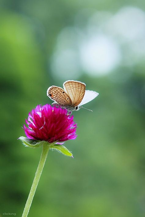 Background Frames, Dreamy Garden, Globe Amaranth, Beautiful Butterfly Photography, Insect Photography, Flying Flowers, Cool Pictures For Wallpaper, Flower Company, Attract Butterflies