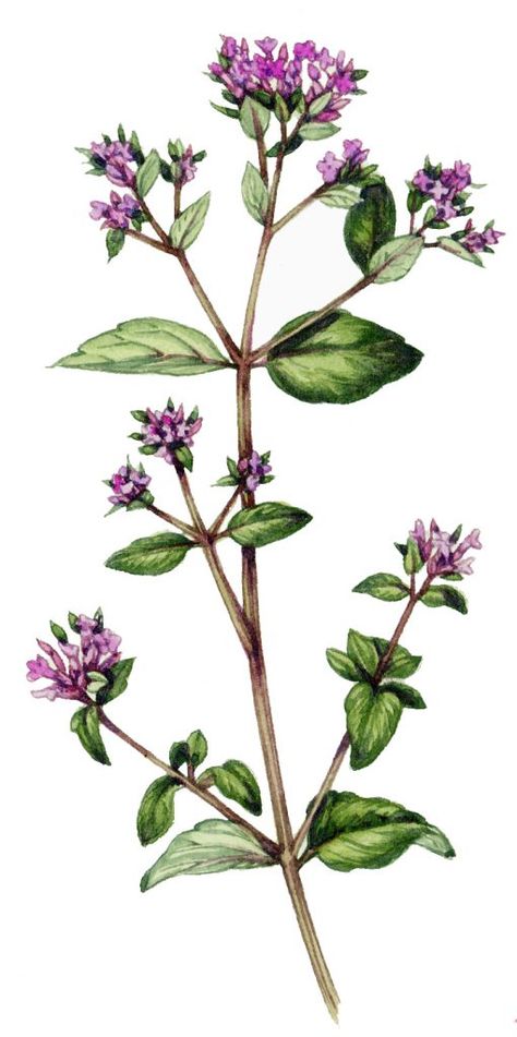 Wild marjoram Origanum vulgare - Lizzie Harper Marjoram Plant, Origanum Vulgare, Origanum Majorana, Sycamore Leaf, Flower Tat, Plant Sketches, Herb Art, Wall Murals Diy, Bow Art