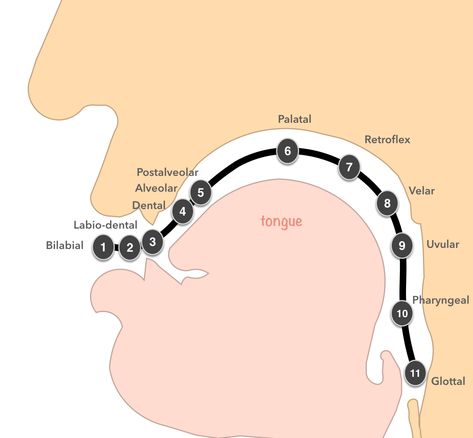 IPA Chart for Language Learners sound placement mouth Place Of Articulation, Speech Anatomy, Linguistics Study, Speech Language Pathology Grad School, Speech Therapy Activities Language, Speech Therapy Tools, Speech Articulation, Articulation Therapy, Slp Activities