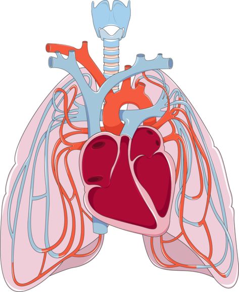 Pulmonary Circulation, Heart Flow, Home Remedies For Bronchitis, Systems Art, Poor Circulation, Medical School Studying, Heart And Lungs, Shading Techniques, Flow Arts