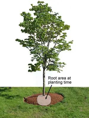 Tree Care -- When to Water Trees | Gardener's Supply Watering Trees, Backyard Canopy, Wedding Canopy, Garden Canopy, Survival Gardening, Aquaponics System, Tree Canopy, Tree Care, Canopy Outdoor