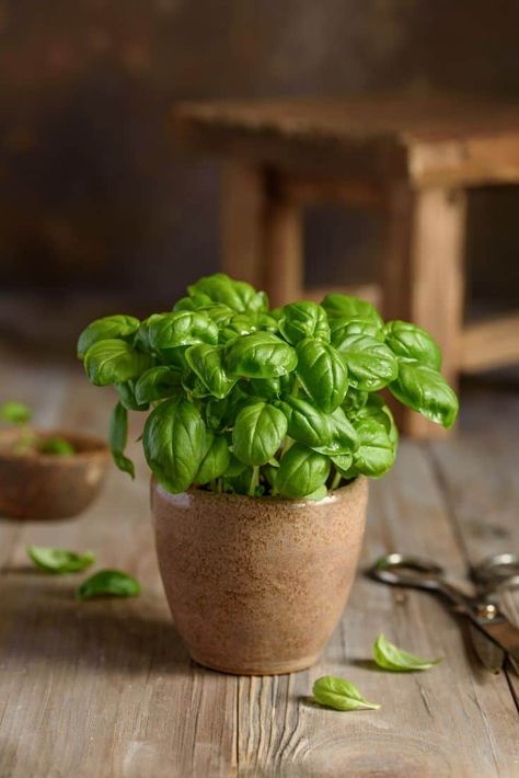 Love the taste of fresh basil? Go buy a bundle and learn how to preserve it quickly and easily! #Herbs #Cooks #KitchenTips Basil Pot, How To Preserve Basil, Potted Basil, Preserving Basil, Types Of Basil, Dried Basil Leaves, Shadow Plants, Short Plants, Thai Basil