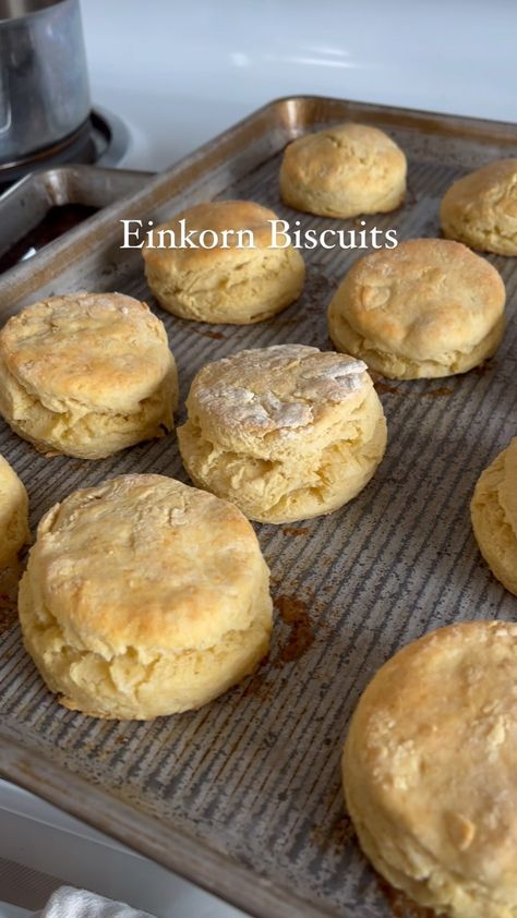 Victoria @ A Modern Homestead | These einkorn biscuits are a staple! Easy to make and soooo tender! We like to have them with soup, for breakfast, or as a snack on their… | Instagram Einkorn Biscuits Recipe, Einkorn Drop Biscuits, Einkorn Biscuit Recipe, Einkorn Breakfast Recipes, Einkorn Bread Recipe, Einkorn Biscuits, Einkorn Pizza Dough, Groats Recipe, Soup For Breakfast