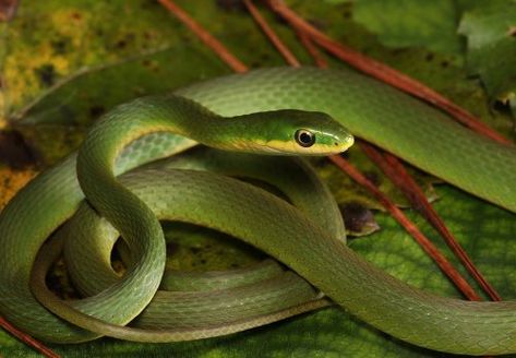 Rough Green Snake Enclosure, Rough Green Snake, Snake Green, Snake Enclosure, Animal Reference, Pet Snake, Green Snake, Museum Of Natural History, Common Names