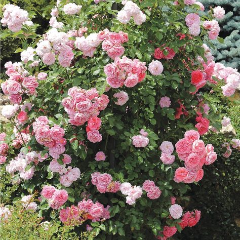 Climbing Queen Elizabeth Roses | Collections Etc. Trellis Arbor, Queen Elizabeth Rose, Plant Zones, Rose Queen, Climbing Rose, Flowers Blooming, Royal Garden, Lawn Ornaments, Collections Etc