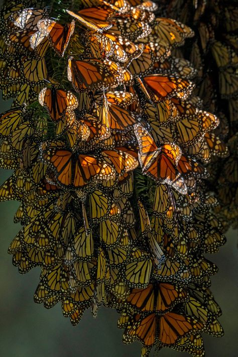 Monarch Aesthetic, Butterfly Monarch, Monarch Butterflies, Monarch Butterfly Drawing, Autumn Butterfly, Monarch Butterfly Art, Monarch Butterfly Images, Monarch Butterflies Photography, Aesthetic Monarch Butterfly