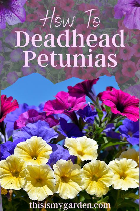 An up close photo of yellow, blue and purple petunias in full bloom. How To Take Care Of Petunias, How To Deadhead Petunias, Deadheading Petunias, How To Deadhead Flowers, Shingle Plant, Petunia Hanging Baskets, Petunia Care, Shade Plants Container, Deadheading Flowers