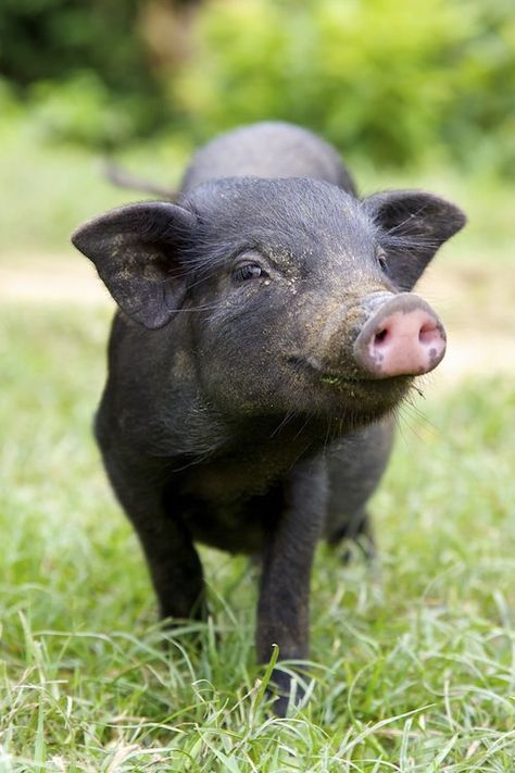 8 Amazing Facts That Prove Pigs Are Too Sweet to Eat (PHOTOS) - ChooseVeg.com Pig Breeds, Black Pig, Pig Pictures, Mini Pigs, Vegan Animals, Cute Pigs, Little Pigs, Animals Friends, Pigs