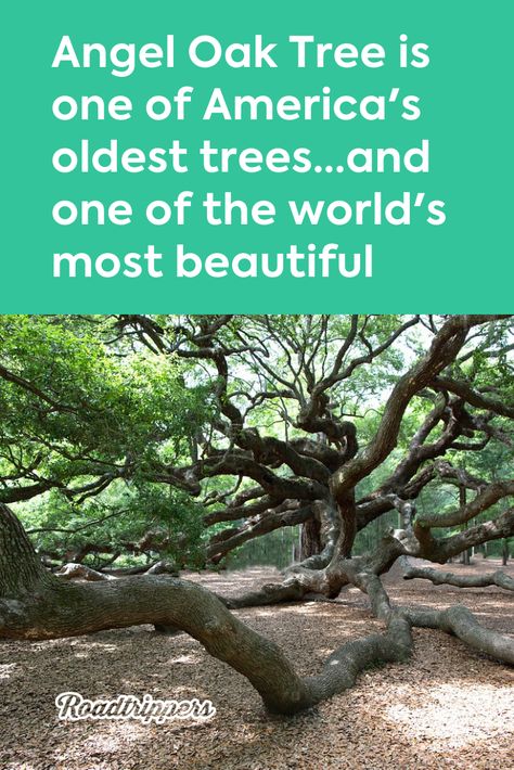 Angel Oak Tree South Carolina, South Carolina Tattoo, Angel Oak Tree, Angel Oak Trees, Simple Tree House, Willow Tree Wedding, Oak Tree Tattoo, Tattoo Tree, Angel Oak