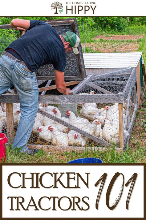 Chicken tractors are a great way to fertilize your soil while keeping your chickens safe. Here's everything you should know. #chickens #homesteading Chicken Tractor Ideas, Breed Chickens, Raising Livestock, How To Keep Chickens, Raising Meat Chickens, Feed Chickens, Chicken Tunnels, Yard Tractors, Homesteading Animals