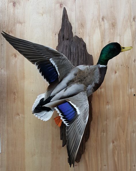 Mallard mount Mallard Duck Mount Ideas, Mallard Duck Mounts, Mallard Mounts Taxidermy, Mallard Mount, Duck Mounts Taxidermy, Duck Mounts, Wood Duck Mounts, Hunting Room Design, Deer Mount Decor