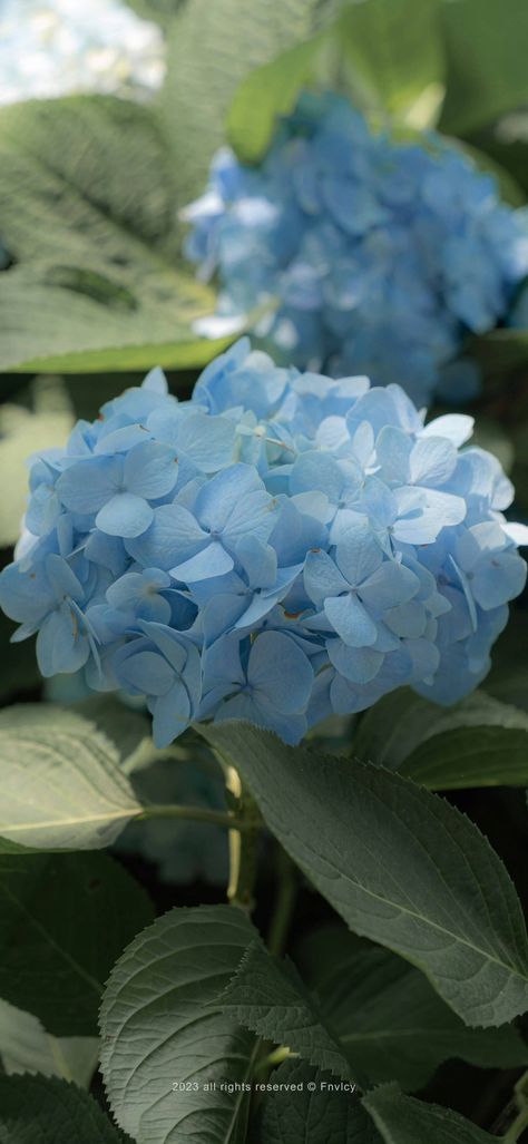 Blue Hydrangea Wallpaper Iphone, Hydrangea Aesthetic Wallpaper, Hydrangea Aesthetic, Simple Iphone Wallpaper, Blue Garden, Phone Wallpaper Design, Beautiful Flowers Wallpapers, Iphone Background Wallpaper, Wallpaper Design