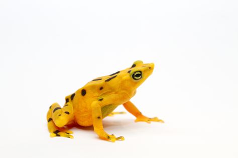 Golden Frog, Conservation Biology, Interesting Animals, Frog And Toad, Reptiles And Amphibians, Endangered Species, Amphibians, Toad, Central America