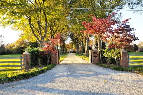 Tree-lined driveway | Flickr - Photo Sharing! Driveway With Trees, Driveway Landscape, Farm Gates Entrance, Lined Driveway, Driveway Entrance Landscaping, Farm Entrance, Tree Lined Driveway, Front Gardens, Driveway Entrance