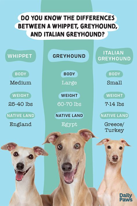 The Whippet, Greyhound and Italian Greyhound all look quite similar in appearance. However, there are many differences between the 3 dog breeds. Learn all about each breed here. #breeds #petbreeds #breedroundup #catbreeds #kittenbreeds #dogbreeds #bestcatbreeds #bestdogbreeds Miniature Italian Greyhound, Italian Whippet, Greyhound Dog Breed, Miniature Dog Breeds, Apartment List, Italian Greyhound Puppies, Whippet Greyhound, Best Cat Breeds, Greyhound Puppy