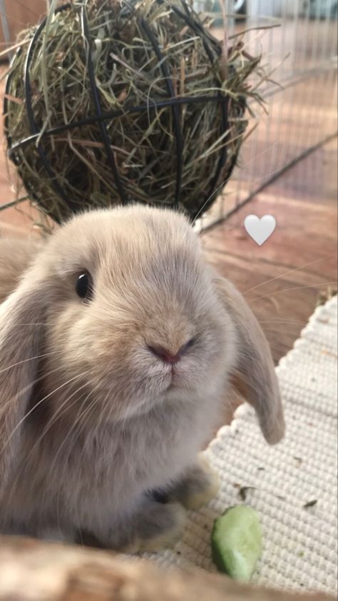 Holland Lop Bunnies, Lop Eared Bunny, Bunny Room, Pet Bunny Rabbits, Bunny Care, Cute Bunny Pictures, Holland Lop, Bunny House, Pet Bunny