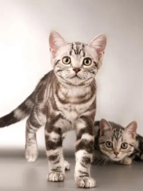 5 Tabby Cat Fur Patterns You Should Know Story - The Discerning Cat Tabby Patterns, Cat Fur Patterns, Cat Personality, Best Cat Breeds, Cat Biting, Cat Personalities, Tabby Cats, Warrior Cats Art, Cats Art