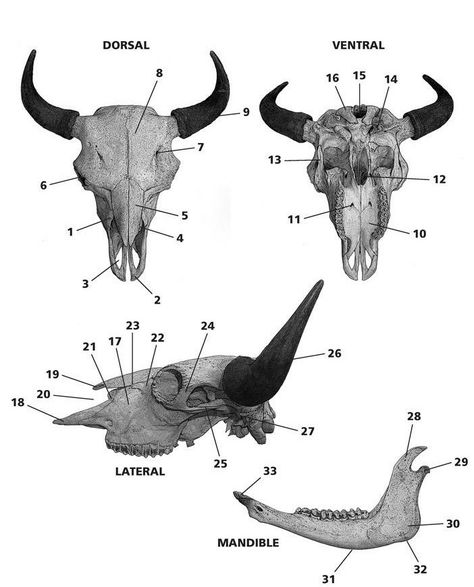 Bison Anatomy, Bison Skull Tattoo, Dog Skull Anatomy, Cow Skeleton Anatomy, Bison Skull, Buffalo Skull, Anatomy, Bones, Moose Art