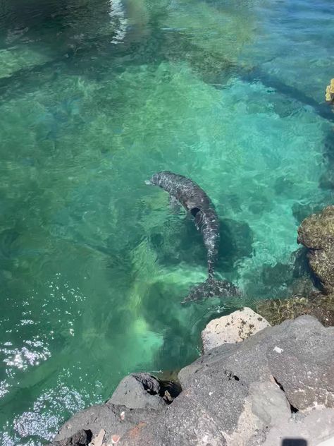 dolphin in hawaii 🤍🤍 #hawaii #dolphin #coconutgirl #tropical #summervibes #summer #aesthetic #beachvibes #vsco Aesthetic Animals, Hawaii Aesthetic, Moving To Hawaii, Summer Aesthetic, Dolphins, Summer Vibes, Hawaii, Water, Animals