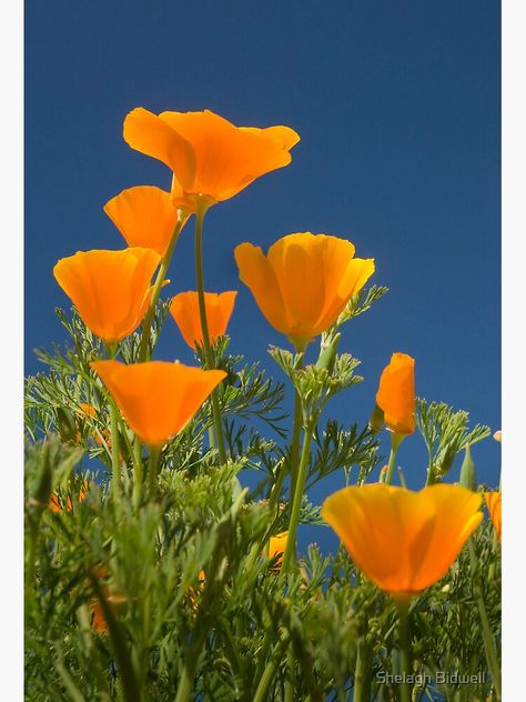 Flowers Aesthetic Painting, Orange Flowers Aesthetic, Poppies Tattoo, Fleur Orange, Orange Poppy, Flowers Aesthetic, Orange Aesthetic, California Poppy, Aesthetic Painting