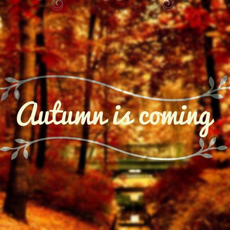 Autumn Is Coming, October Country, Crunchy Leaves, Happy Autumn, Halloween Photo, Apple Trees, Autumn Magic, Autumn Scenes, Leaves Fall