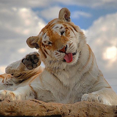 Tiger Pictures, Wild Animals Pictures, Golden Tiger, Cute Tigers, Pretty Animals, Majestic Animals, Silly Animals, Cute Wild Animals, White Tiger