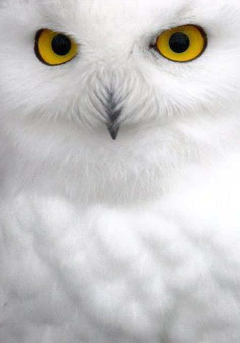 CASA TRÈS CHIC: CARTA BRANCA Snow Owl, Owl Pictures, Beautiful Owl, Snowy Owl, Yellow Eyes, Birds Of Prey, Animal Photo, 그림 그리기, Beautiful Creatures