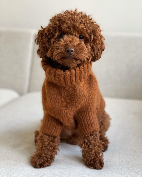 ROMEO - RED TOY POODLE on Instagram: “Dressed up and no where to go 😆 Who am I kidding - I love to be at home 😜 ⠀⠀⠀⠀⠀⠀⠀⠀⠀ ⠀⠀⠀⠀⠀⠀⠀⠀⠀ ⠀⠀⠀⠀⠀⠀⠀⠀⠀ #toypoodle #poedellove…” Toy Poodle Dressed Up, Toy Red Poodle, Goldendoodle Outfits, Red Mini Poodle, Toy Poodle Red, Red Toy Poodle, Toy Goldendoodle, Teddy Bear Poodle, Red Goldendoodle