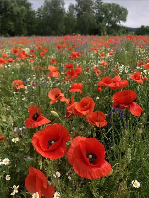 Poppy Flower Painting, Wild Poppies, Aesthetic Garden, Garden Decor Ideas, Garden Aesthetic, Poppy Painting, Nothing But Flowers, Flower Therapy, Poppy Field