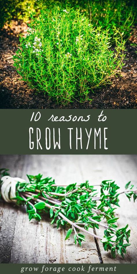 Thyme is an amazing herb that has culinary and medicinal uses as well as being good for the garden. Learn about all the reasons to grow thyme in your herb garden! Grow Thyme, Growing Thyme, Herbs Growing, Indoor Herbs, Thyme Plant, Spice Garden, Medicinal Herbs Garden, Harvesting Herbs, Benefits Of Gardening