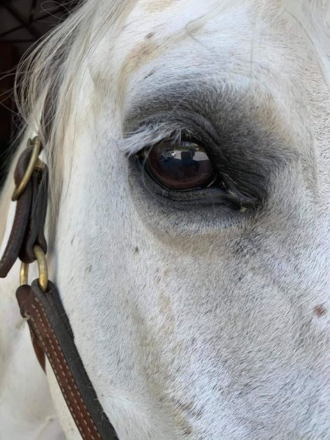 Horse Close Up, Horse Eye, Pheasant Hunting, Eye Details, Fish Eye Lens, Grey Horse, Dressage Horses, Horse Portrait, Horse Drawing