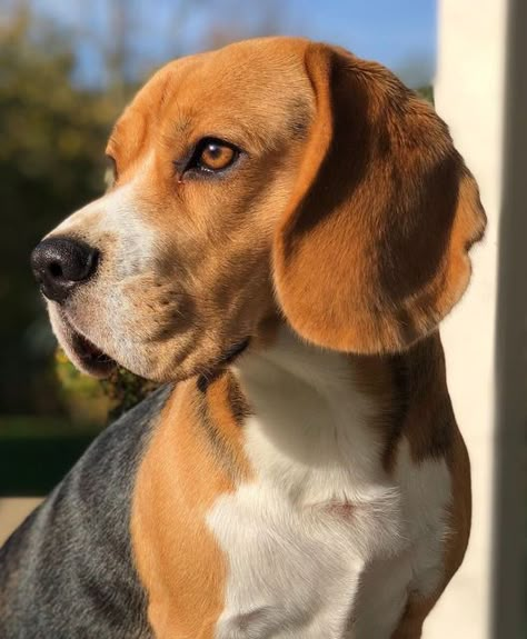 Training A Dog, Dog Beagle, Dog Anatomy, Cute Beagles, Wild Animals Pictures, Good Behavior, Fall Dog, Really Cute Dogs