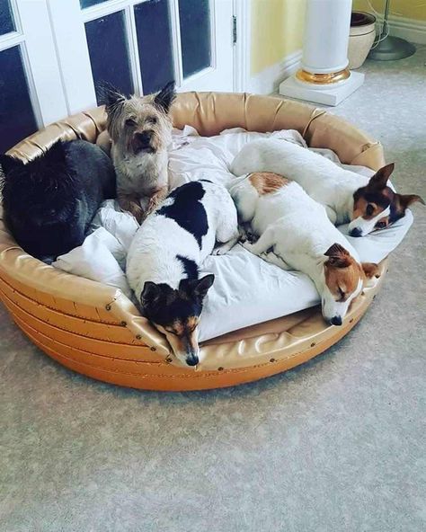 Pet Bed Dog, Luxury Pet Beds, Bed Dog, Luxury Pet, Dog Pet Beds, Plastic Laundry Basket, Pet Bed, Cat Bed, Dog Bed