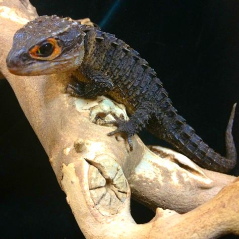 Crocodile skink from my dad's store. It looks like a little dragon :) Red Eyed Crocodile Skink, Crocodile Skink, Chameleon Lizard, Cute Dragon, Pet Dragon, Cute Reptiles, Reptile Snakes, Cute Pets, Little Dragon