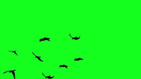 Flying Video, Blue Sky Images, Parrot Flying, Sky Images, Flying Birds, Screen Free, Free Stock Video, Birds Flying, Green Screen