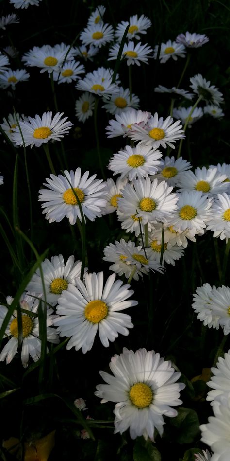 White Flower Dark Aesthetic, Henrycore Aesthetic, White And Yellow Flowers Aesthetic, Daisy Wallpaper Aesthetic Black, Daisy Flower Wallpaper Black, Yellow Dark Wallpaper, Daisy Flower Aesthetic Wallpaper, White Daisy Wallpaper, Dark Flowers Wallpaper