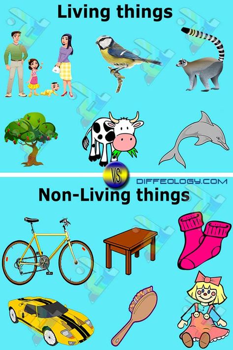 Difference Between Living and Non-Living Things Activity On Living And Non Living Things, Living And Non Living Things Activities For Kids, Living And Non Living Things Activity, Living Things For Kindergarten, Living And Non Living Things Activity For Kindergarten, Living Things Non Living Things Activity, Living Or Non Living Activities, Living And Non Living Things Activities For Preschool Worksheets, Living And Non Living Things Chart