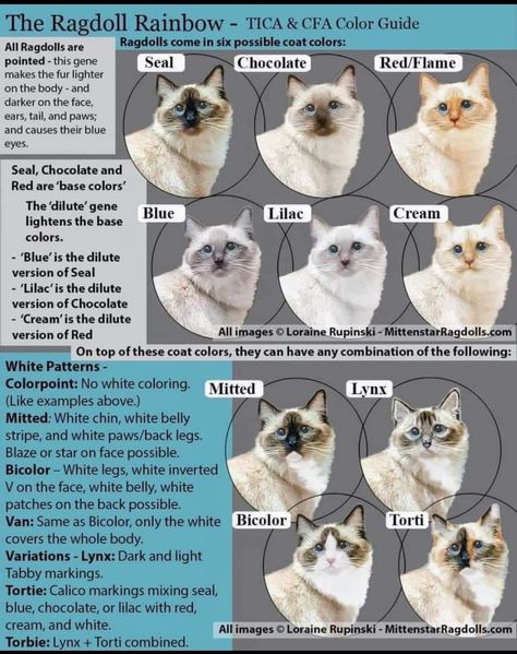 Ragdoll Cat Colors Patterns, Types Of Ragdoll Cats, Different Cat Colors, Ragdoll Colors Chart, Blue Ragdoll Cat, Rare Cat Colors, Ragdoll Cat Drawing, Ragdoll Colors, Ragdoll Cat Names