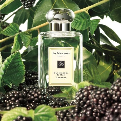 Blackberry & Bay Cologne - Jo Malone London | Sephora Jo Malone London Perfume, Blackberry Juice, Berry Makeup, Blackberry Picking, Jo Malone Perfume, Wedding Perfume, Perfume Scents, Jo Malone London, Jo Malone