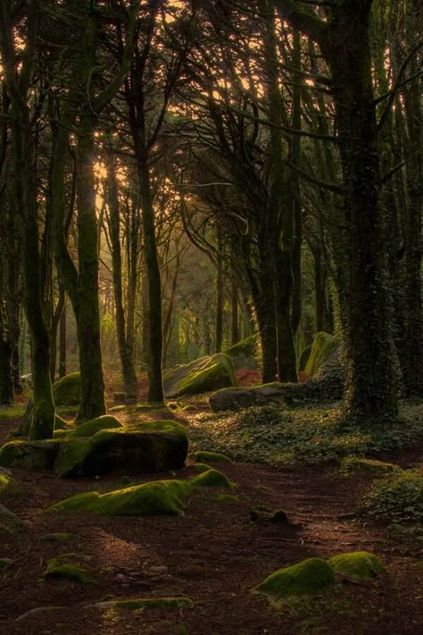 Neis Forest Path, Beautiful Forest, Walk In The Woods, Magical Forest, 판타지 아트, Alam Yang Indah, Nature Aesthetic, Magical Places, Pretty Places