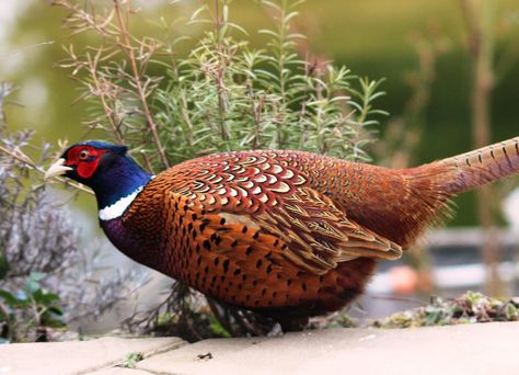 South Dakota State Bird Ring-neck Pheasant Ring Necked Pheasant, Pheasant Hunting, State Birds, Bird Hunting, Turkey Hunting, Game Birds, Bird Photo, Deer Hunting, Pheasant