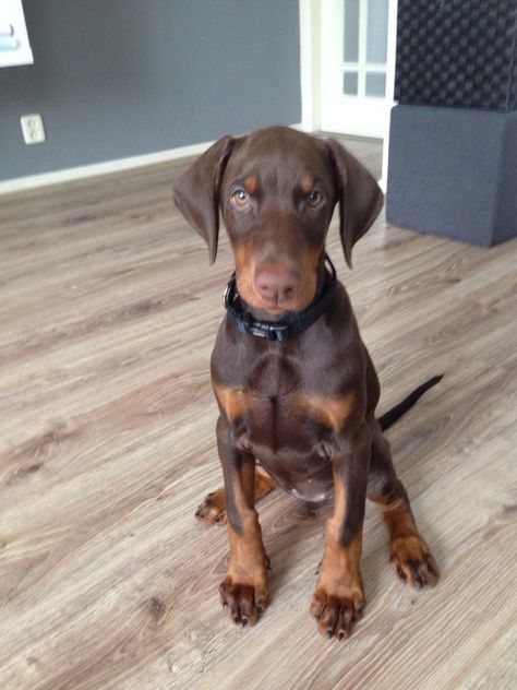 Chocolate Doberman, Brown Doberman, Doberman Pinscher Dog, Doberman Puppy, Doberman Dogs, Puppy Lover, Cute Cute, Brown Dog, Cute Dogs And Puppies