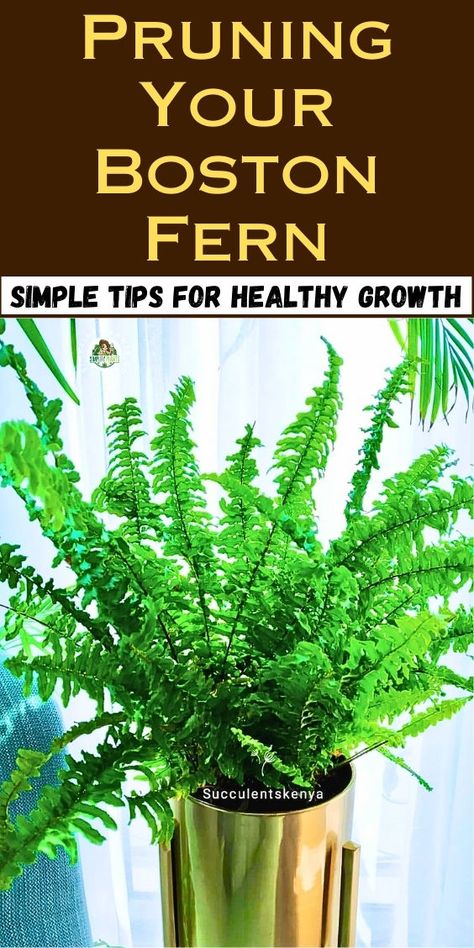 "Discover essential tips on whether to trim your Boston Fern with our guide, ""Should I Trim My Boston Fern? (How To Prune)"" from Simplify Plants. Learn about Indoor Boston Fern care, including pruning techniques, repotting, and dividing ferns for optimal growth. Enhance your knowledge on evergreen ferns and potted ferns care, ensuring your plants thrive year-round. Perfect for anyone looking to master fern care and successfully overwinter ferns while moving plants with ease. How To Prune Ferns, Overwinter Ferns, Dividing Ferns, Boston Fern Care, Fern Care, Moving Plants, Evergreen Ferns, Indoor Ferns, Potted Ferns