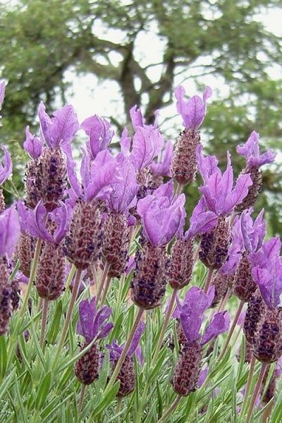 Wilson Bros Gardens The gorgeous blooms of Otto Quast Spanish Lavender! . We can't speak for folks in other areas, but in our north central Georgia gardens, the Otto Quast Spanish Lavender has outperformed all other types and varieties. It stands up to the hot and humid summers as far south as USDA Zone 9b and performs well as far north as Zone 7a. Zone 9b, Spanish Lavender, Lavender Plants, Lavender Plant, Hot And Humid, Perennial Plants, Trees To Plant, Perennials, Mood Board